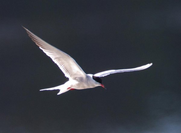 Gåta 2, art, 1p (Large).jpg