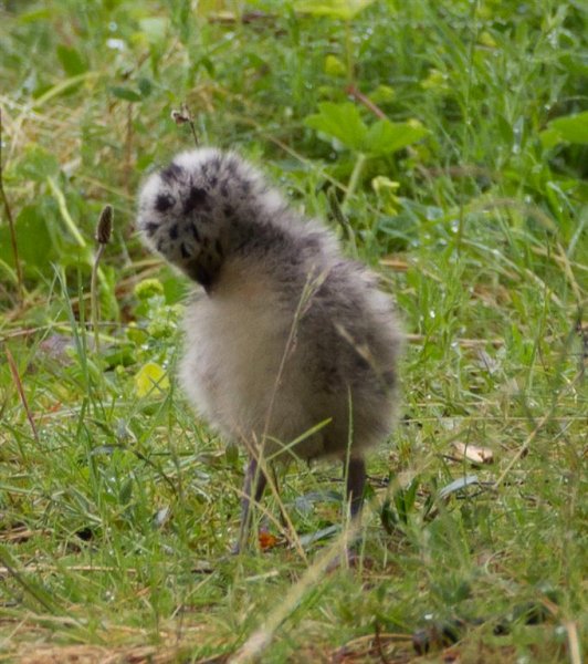 Gåta 3, art (Large).jpg