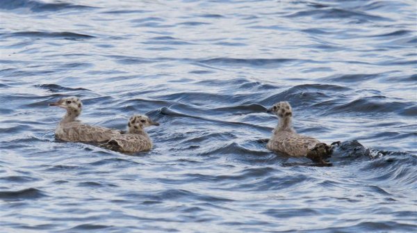 Gåta 3, extra, 2 (Large).jpg