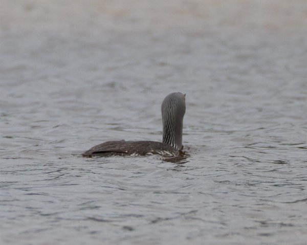 Gåta 4, art, 1p (Large).jpg