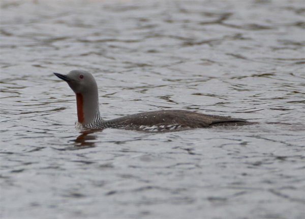 Gåta 4, facit (Large).jpg