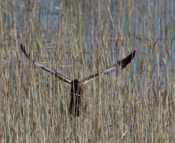 Gåta 5, art och kön.jpg