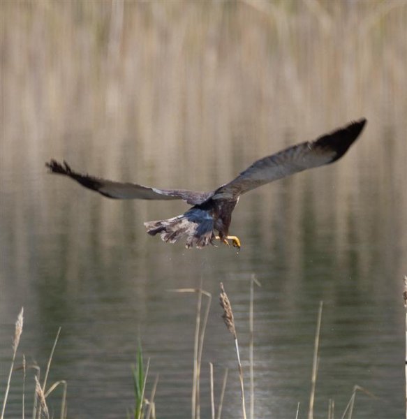 Gåta 5, art o kön, 1 p (Large).jpg