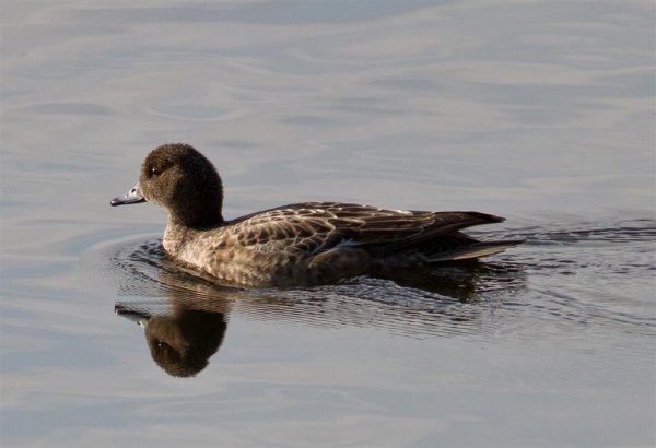 Gåta 6, art, 3p (Large).jpg