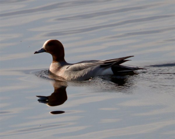 Gåta 6, art, 1p (Large).jpg