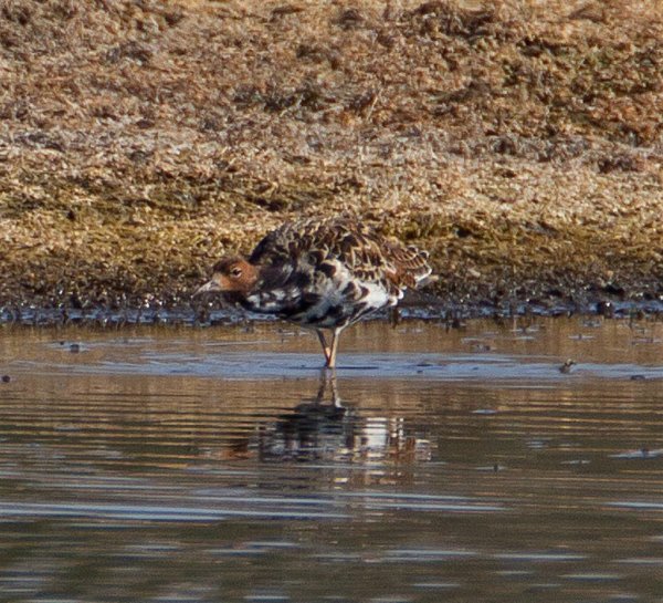 Gåta 7, art, 1p (Large).jpg