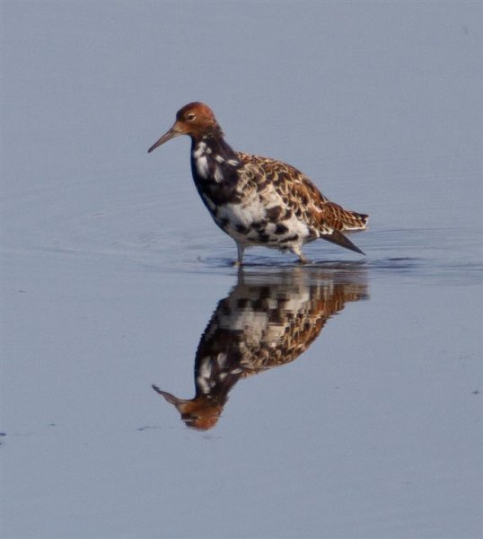 Gåta 7, facit (Large).jpg