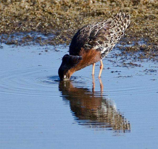 Gåta 7, facit brushane (Large).jpg