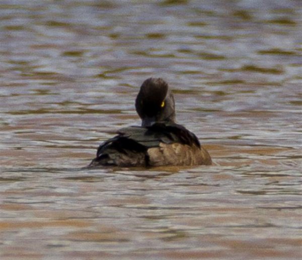 Gåta 11, art, 1p (Small).jpg Gåta 11, art, 1p (Small).jpg