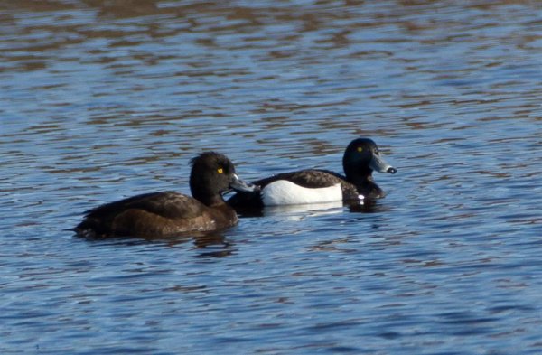 Gåta 9, facit (Large).jpg Gåta 9, facit (Large).jpg