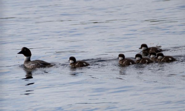 Gåta 10, art, 1p (Large).jpg