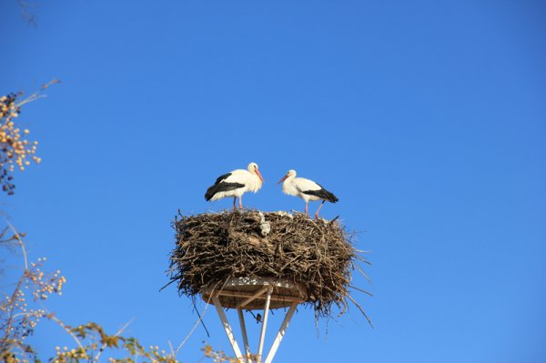 Storkpar.jpg Storkpar.jpg