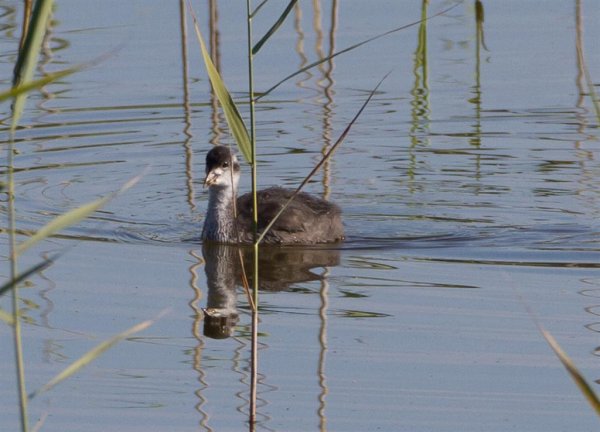 Gåta 11, art, 1p (Large).jpg