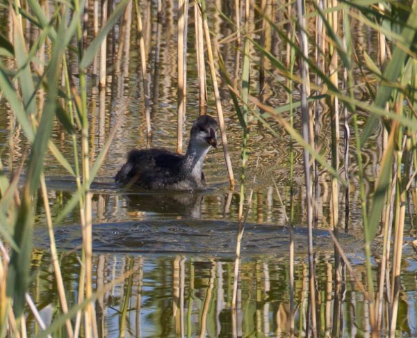 Gåta 11, art,  (Large).jpg