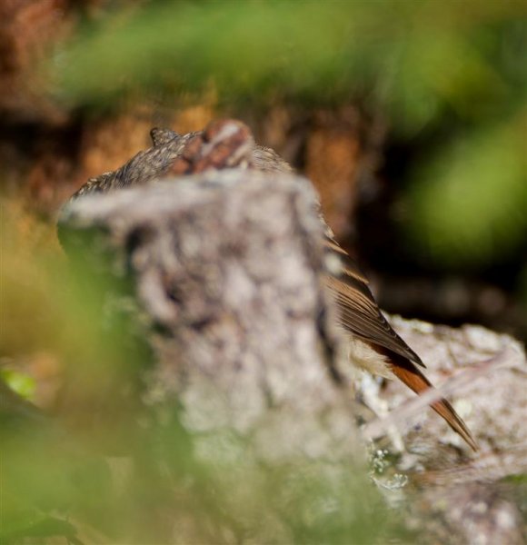 Gåta 12, ungfågel, art.jpg