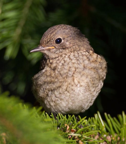 Gåta 12, (Large).jpg