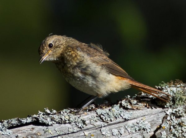 Gåta 12, 1p, art..jpg