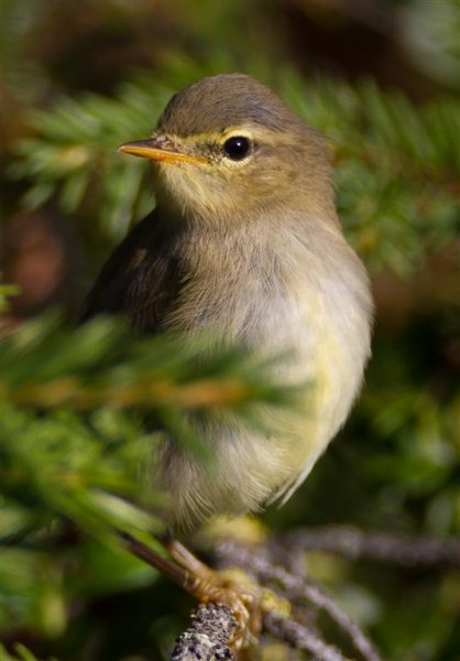 Gåta 15, art, 1p (Large).jpg