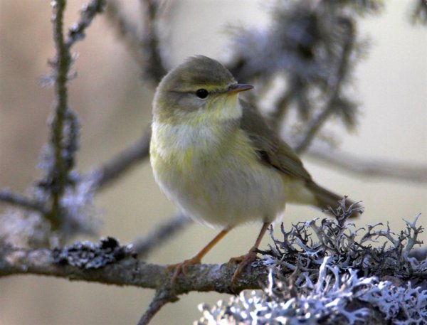 Gåta 15, facit (Large).jpg