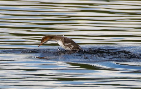 Gåta 16, fågel i Nyvik, art.jpg
