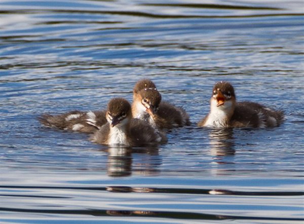 Gåta 16, art,  bild b (Large).jpg