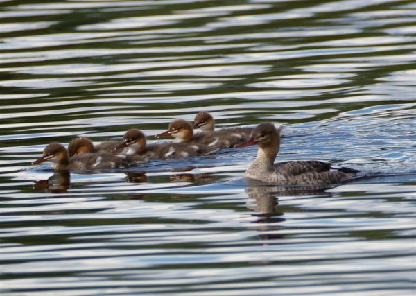 Gåta 16, art, 1p (Large).jpg