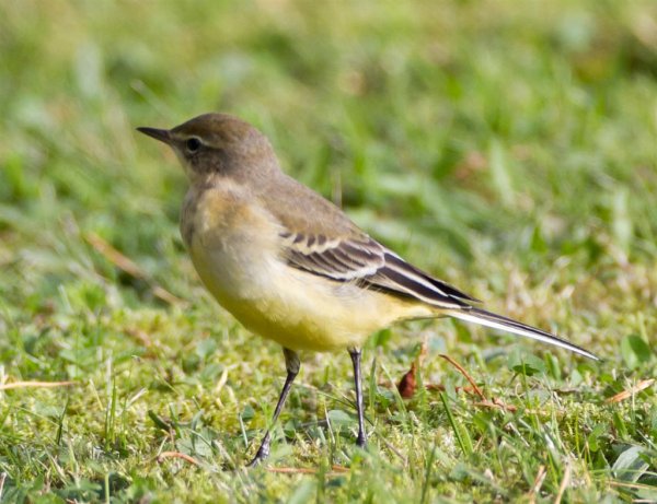 Gåta 17, art, 1p (Large).jpg