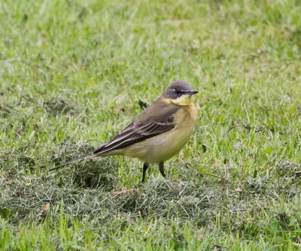 Gåta 17, facit (Large).jpg