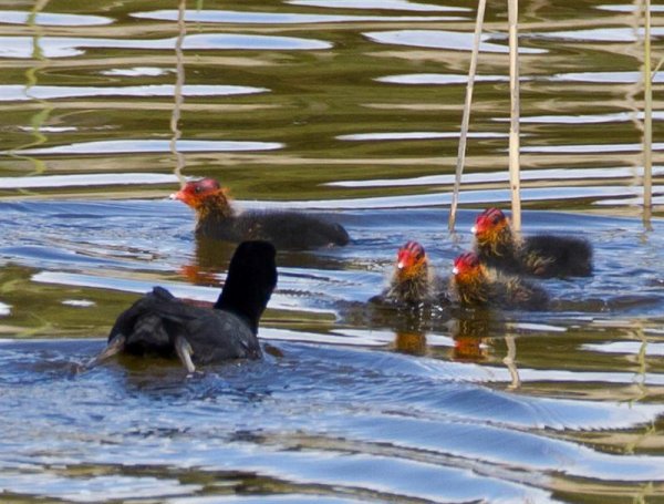 Gåta 26, art, 1p (Medium).jpg