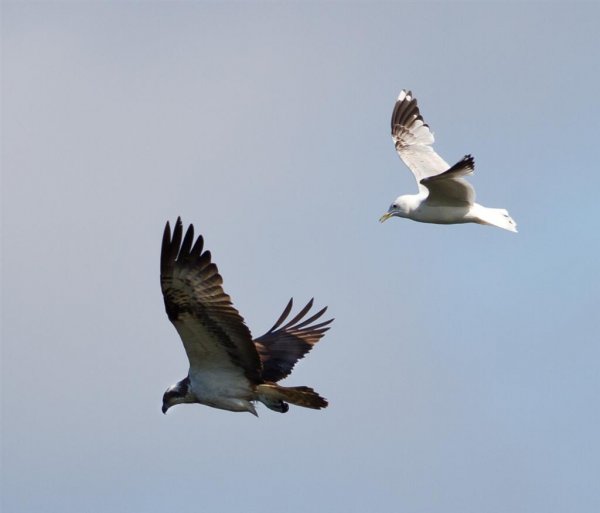 Gåta 21, art, 1p (Large).jpg