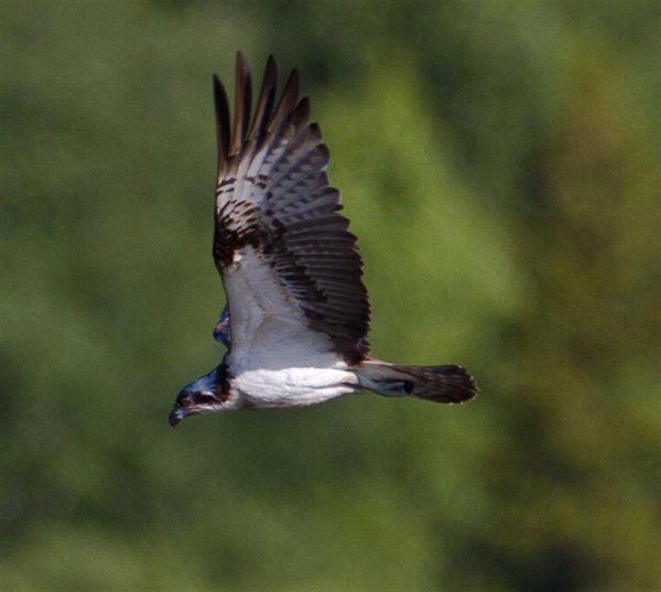 Gåta 21, facit, fiskgjuse (Large).jpg