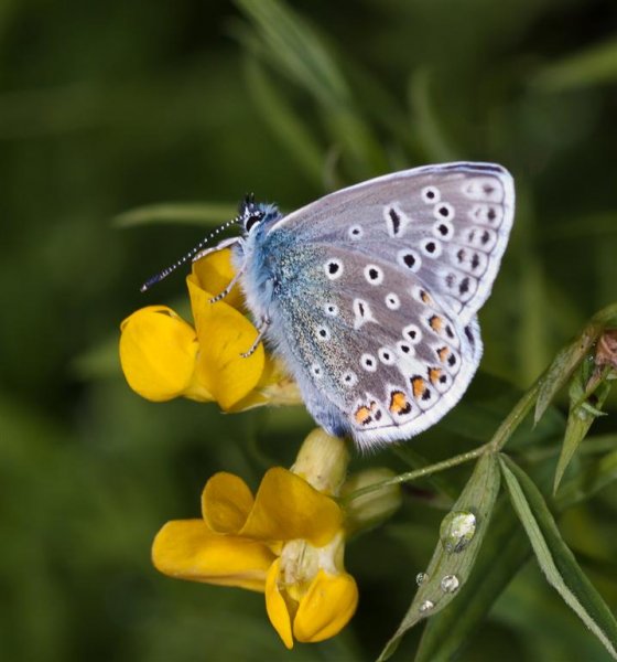 Gåta 22, art, 1 poäng (Large).jpg