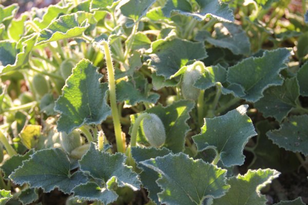 blomma.jpg blomma.jpg