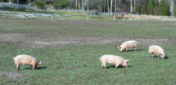 Glada grisar.jpg Glada grisar.jpg