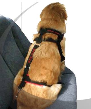 cinturon-seguridad-perro.jpg