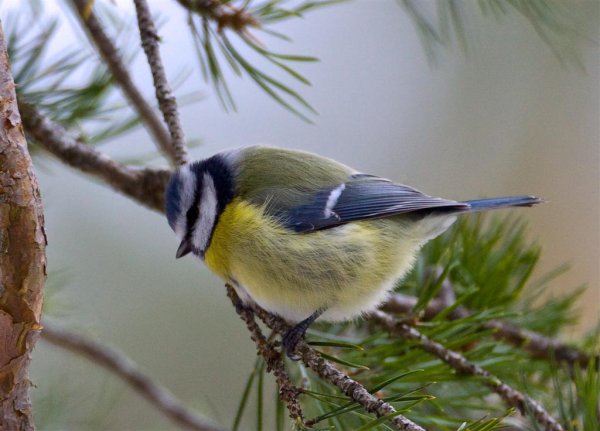 IMG_0262 (Large).jpg IMG_0262 (Large).jpg