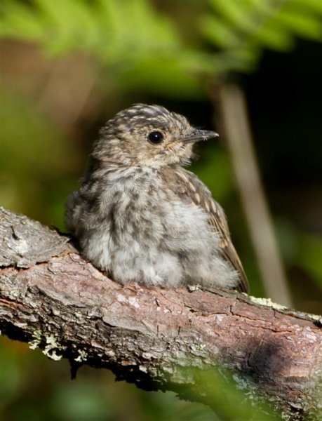 IMG_4928, 1p, bild c (Large).jpg IMG_4928, 1p, bild c (Large).jpg