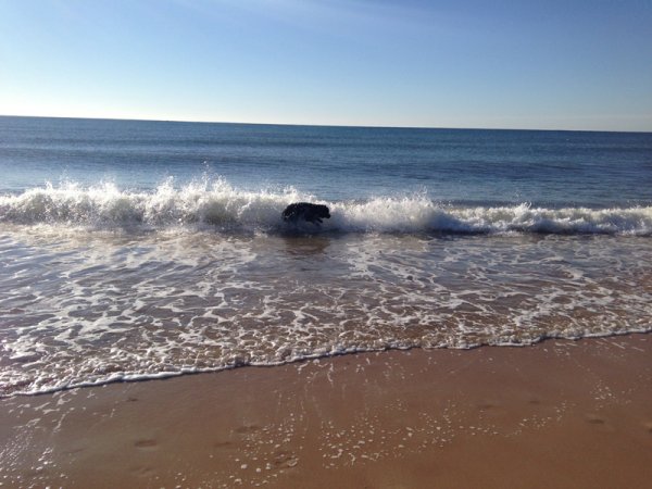 2Badhund i Alagoa.jpg