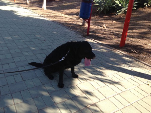 18Ozzie efter rymningen.jpg