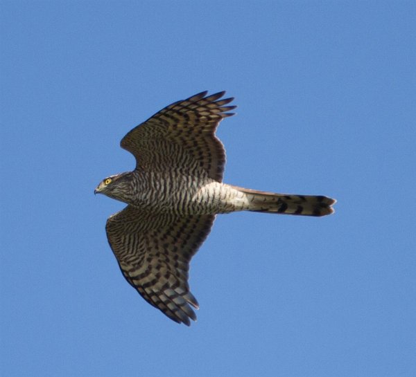 Gåta 27, art, 1½p (Large).jpg