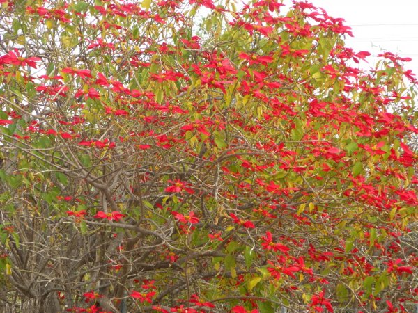 P1000213(1).JPG P1000213(1).JPG