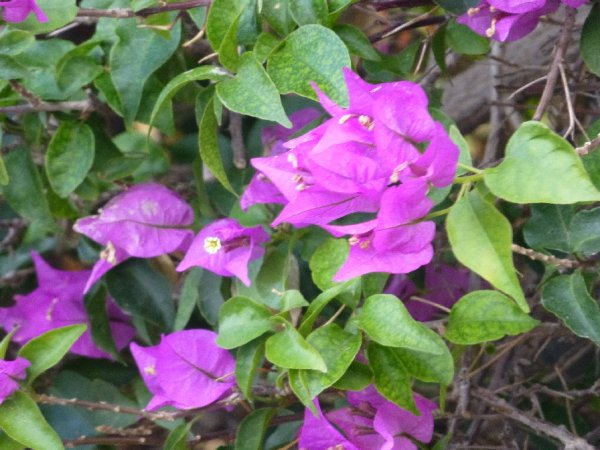 P1000214(1).JPG P1000214(1).JPG