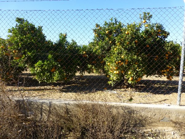 P1000263(1).JPG P1000263(1).JPG