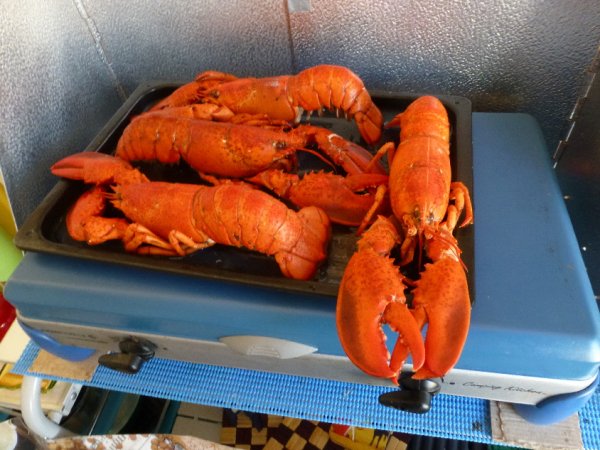 P1000265(1).JPG P1000265(1).JPG