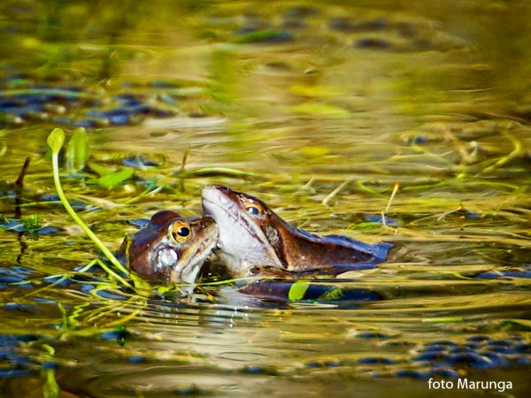 IMGP6050 (kopia).jpg