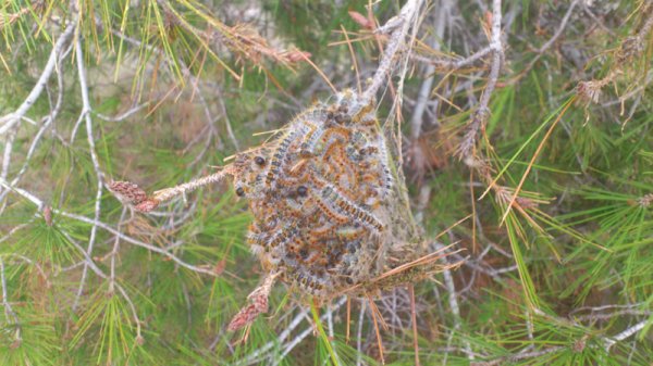 140110 Pinjeträdslarver.jpg