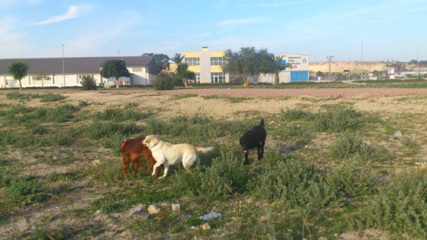 2014-01-12 hundar.jpg