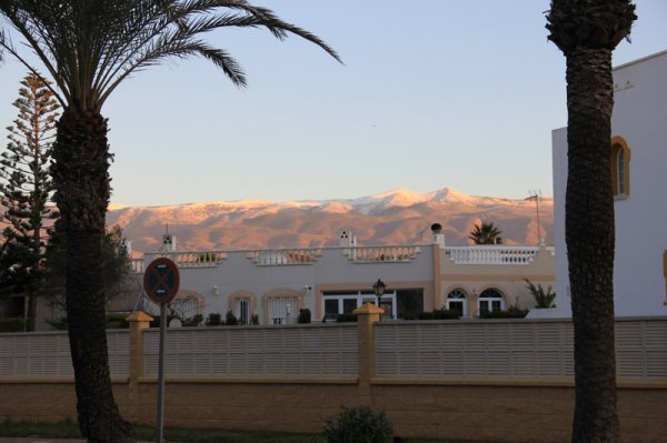 2014-01--20 Palmer o snö.jpg