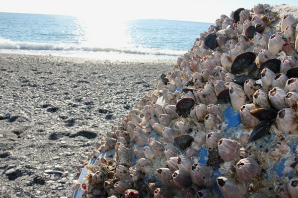 2014-01-23 Snäckor på strandad flytboj.jpg