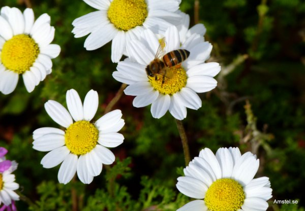 1405HBKs-09.JPG 1405HBKs-09.JPG